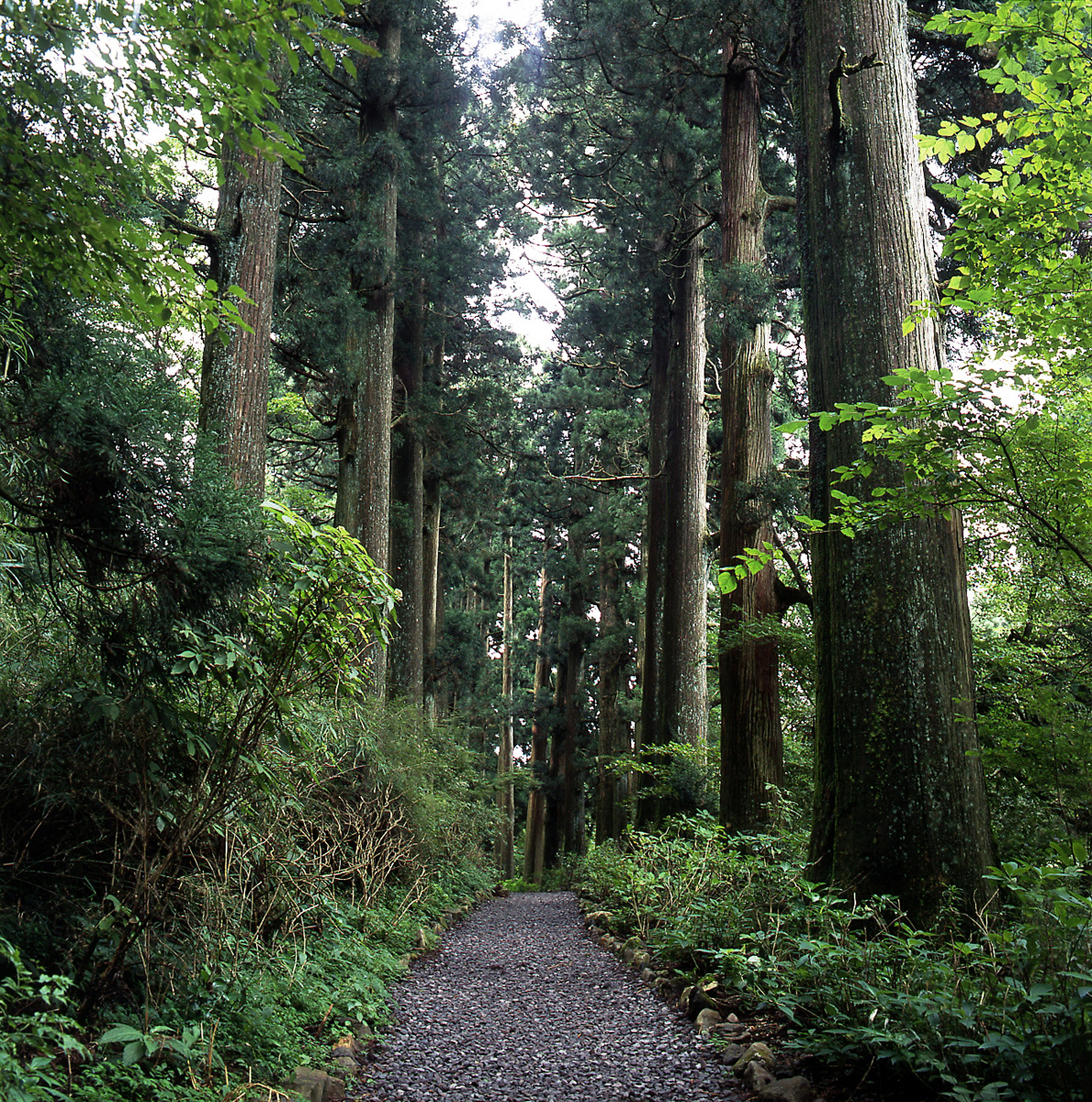 Old Hakone Highway Cedar-lined Road