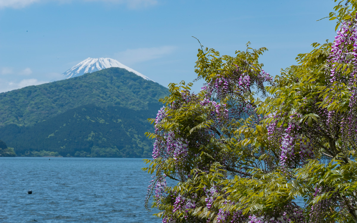 View from The Garden (Early summer)